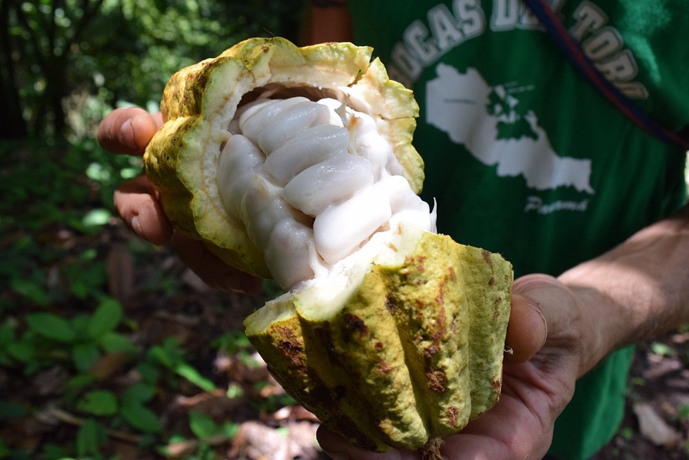 Plantation Environment